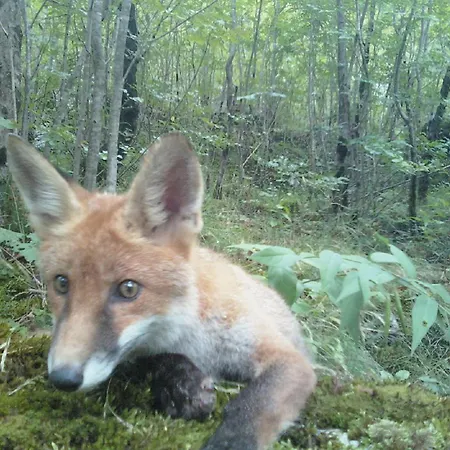 Apartma Ana Ida Apartamento