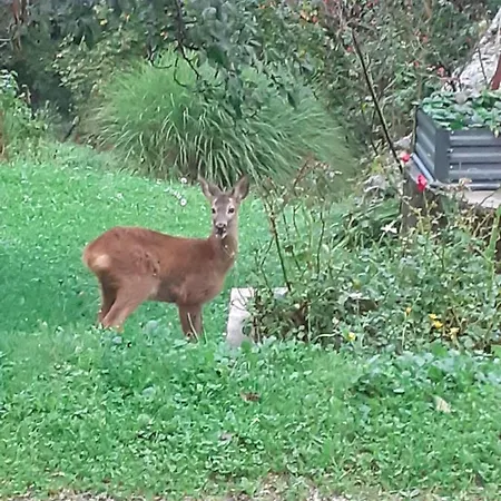 Lejlighed Apartma Ana Ida *