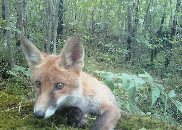 Apartma Ana Ida Lägenhet