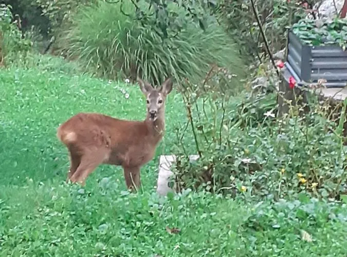 Lägenhet Apartma Ana Ida *